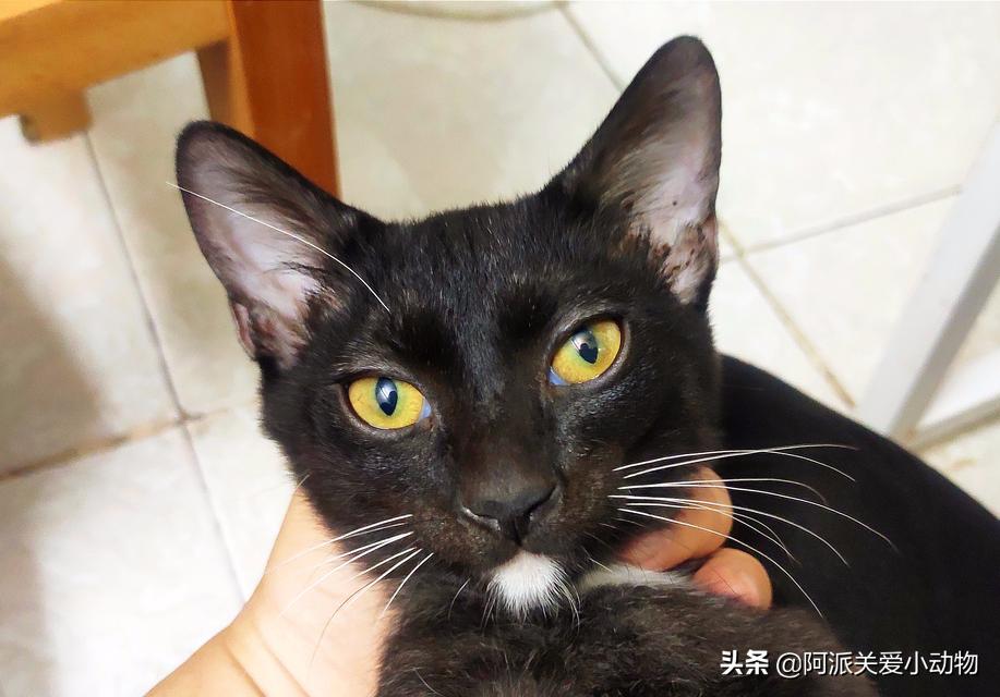 盖雪:信女愿一生荤素搭配,祈望这只拆家啊不,旺家猫找到新家