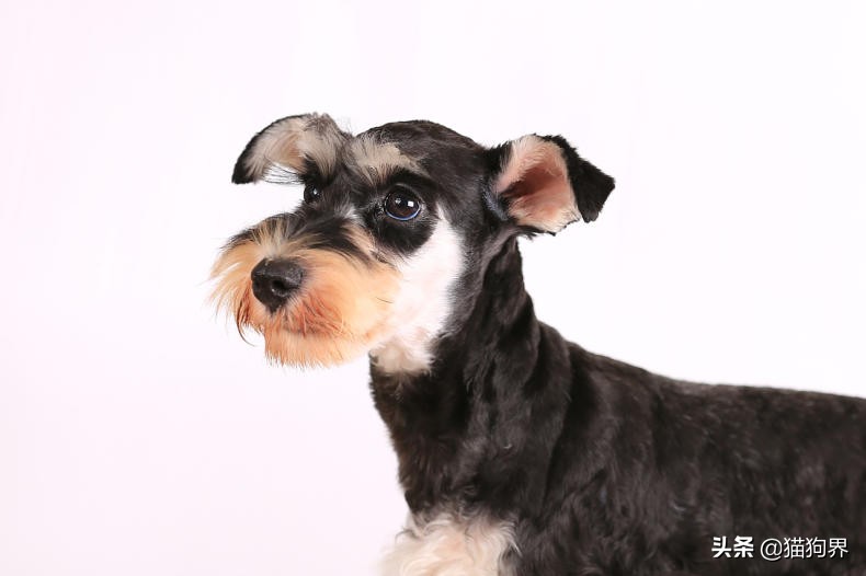 狗狗便臭口臭什么原因,狗狗能不能用猫砂解大便啊