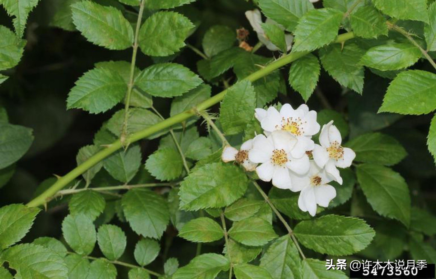 蔷薇月季玫瑰种多久才可以开花,蔷薇和月季开花区别