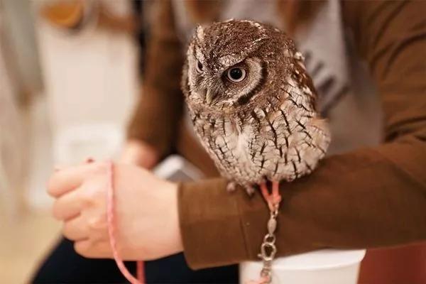 秋叶原值得逛的地方,圣地秋叶原全集免费观看