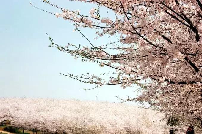 去日本观赏樱花最佳去哪个岛,去日本观赏樱花可能去什么岛