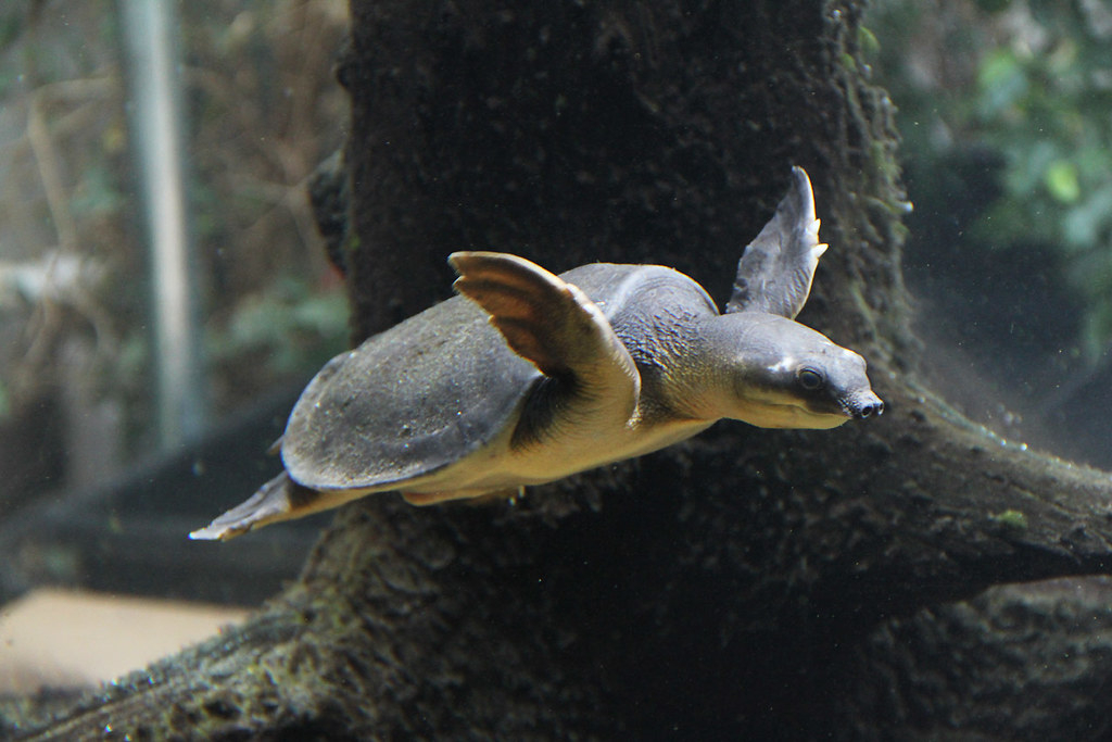 淡水猪鼻龟,淡水猪鼻龟吃啥