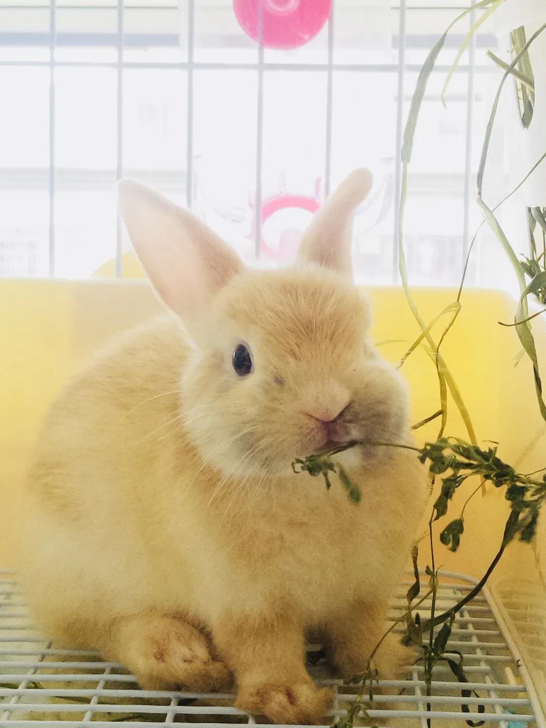 和宠物交流说什么,和宠物谈恋爱