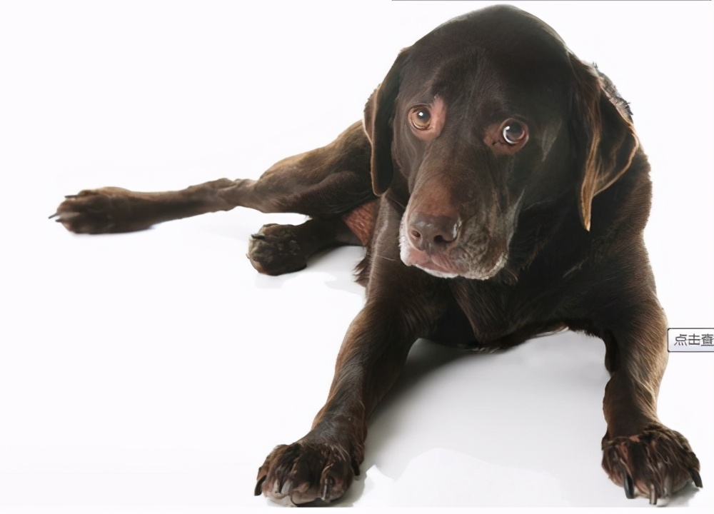 狗狗腿软蹦不上床怎么回事,狗狗腿软突然不能走路