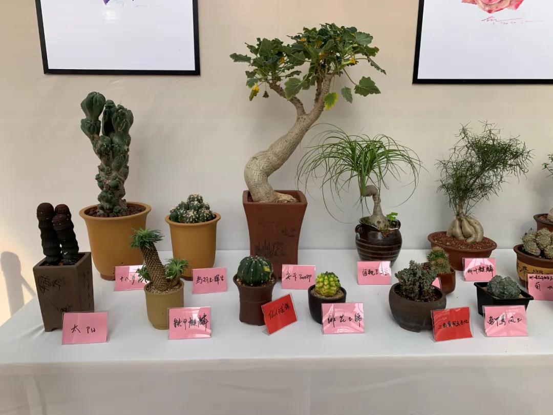 这个年销量上亿株多肉的县城，举办了首届多肉电商节