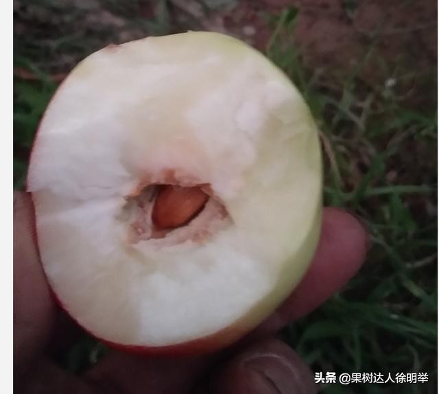 桃子成熟以后裂核怎么回事,桃子桃核裂开怎么回事