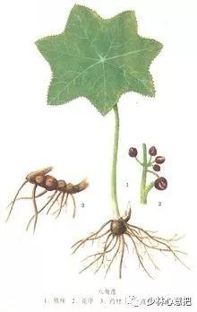 中药药材大全及功效,补肾中药大全及功效