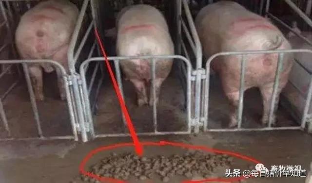 母猪不打针不喂料能好吗,母猪不吃打针流血不止是什么原因