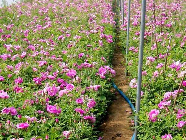 多彩玫瑰花苗四季开花,四季多种玫瑰