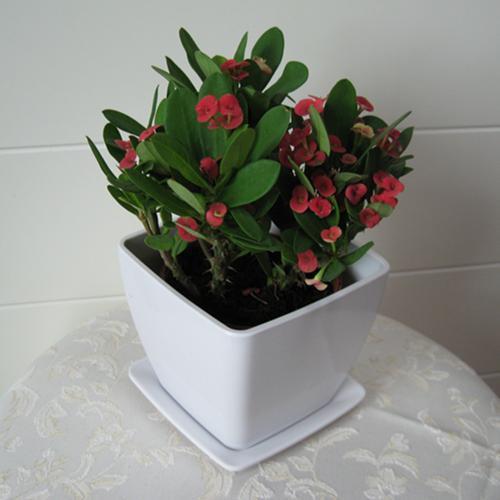 虎刺梅适合深盆还是浅点的盆栽种,虎刺梅怎么养到爆花