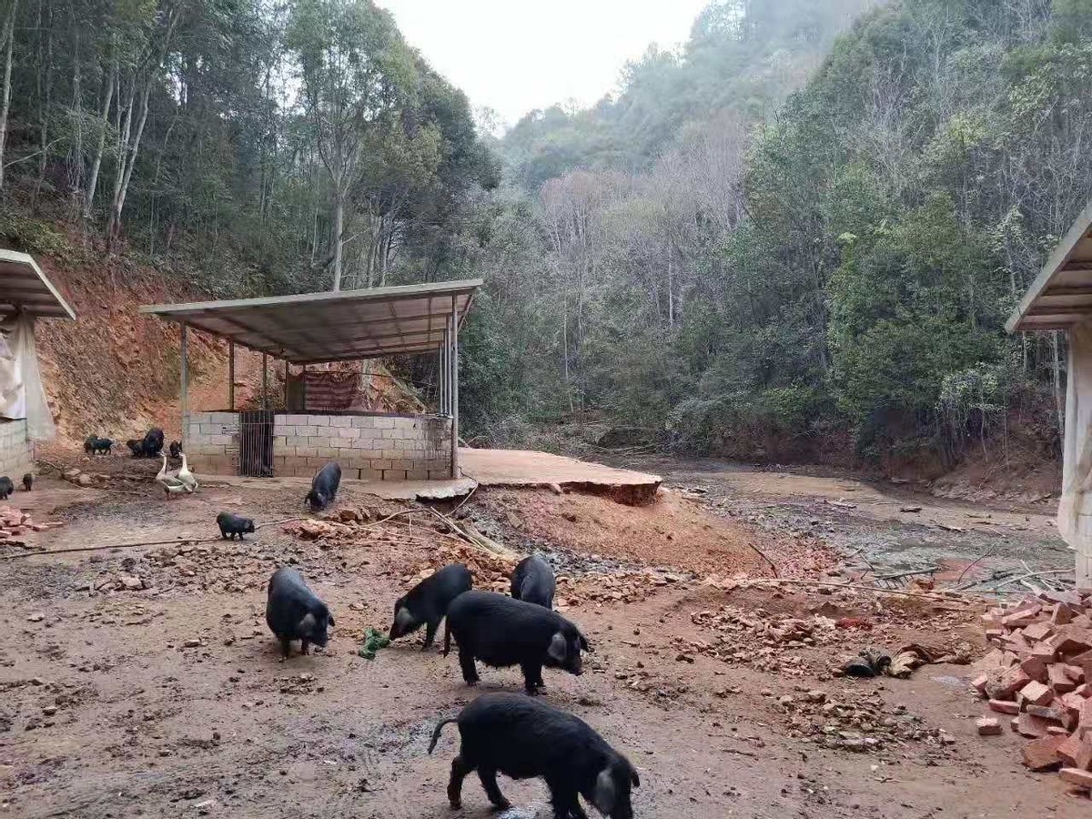 土猪养猪的市场前景,土猪养殖成本与利润