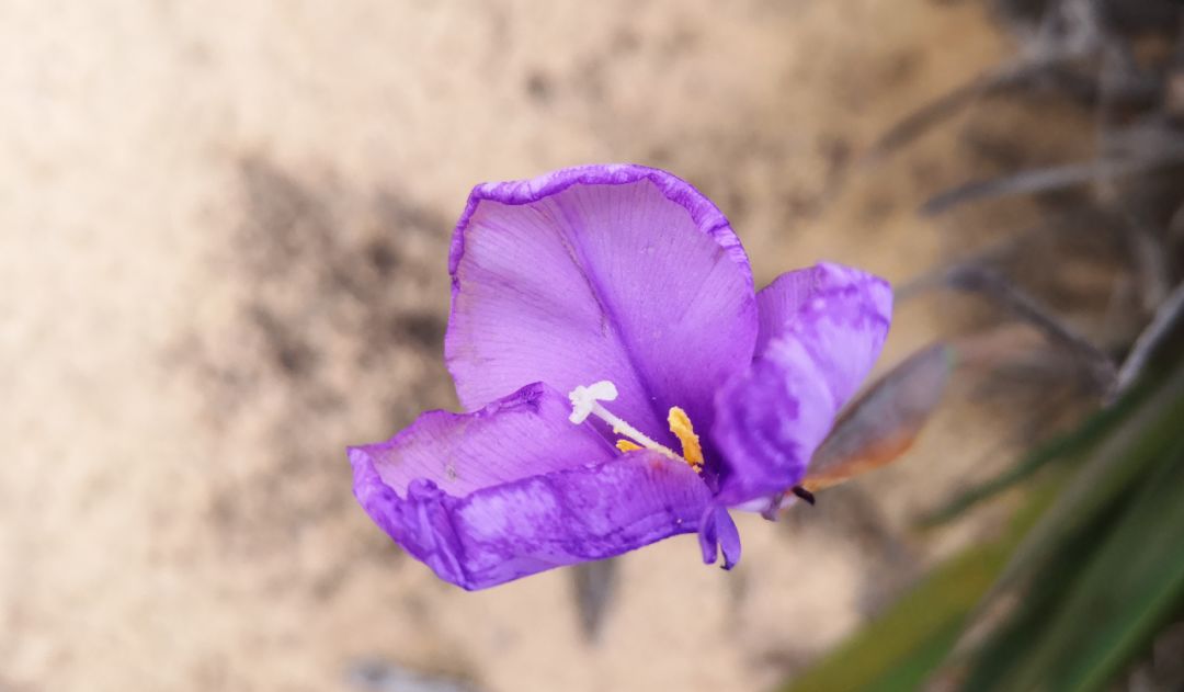 鏈堜寒鏄熷骇鎬庢牱搴斿璐熼潰鎯呯华,鏈堜寒鏄熷骇鎯呯华鐤楁剤