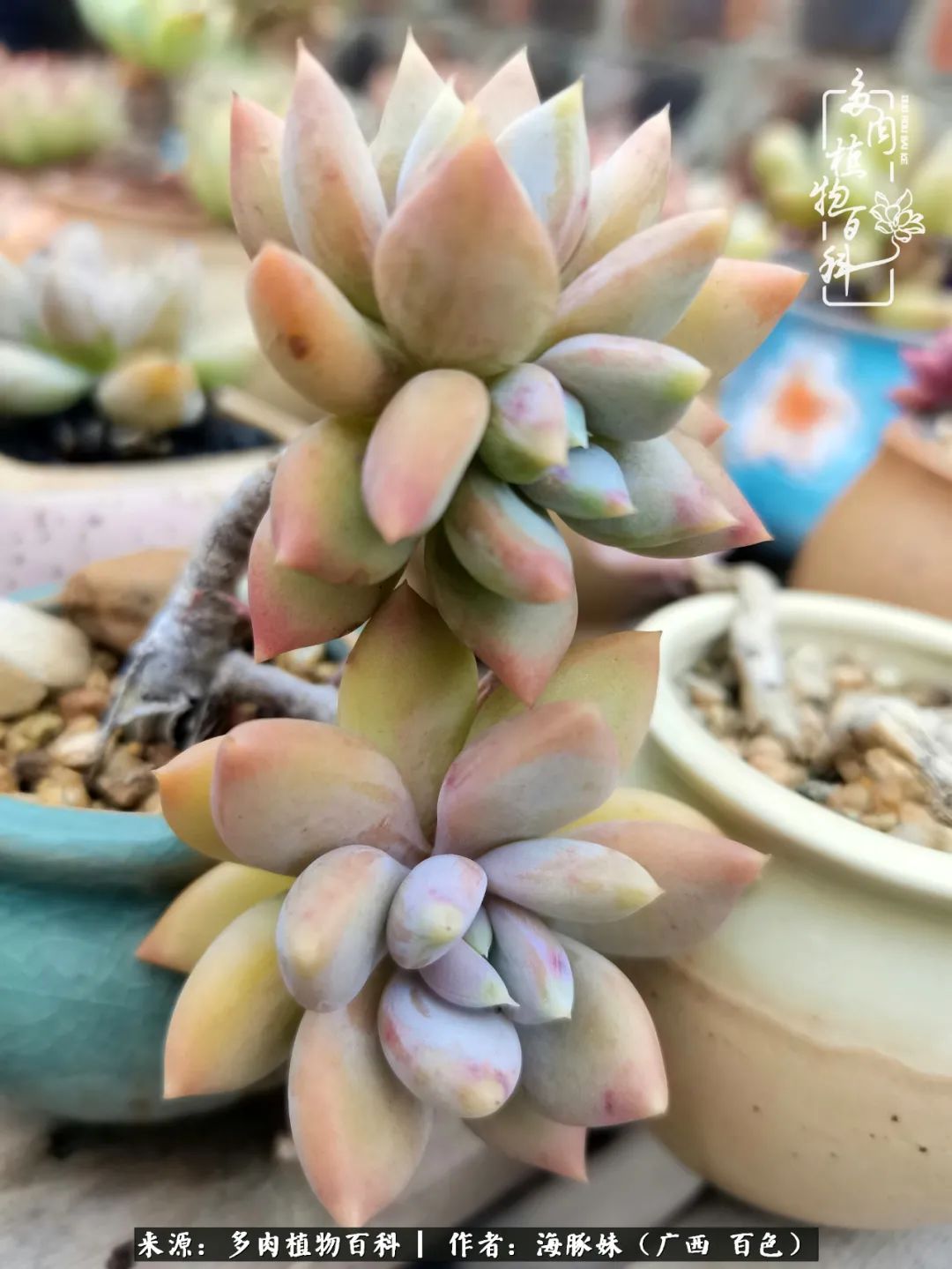 七月的雨,八月的风,多肉植物,我还是喜欢你