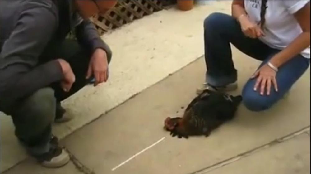 鸡画一条直线不动,对鸡画一根直线的反应