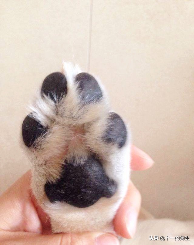 狗的爪爪可以不剪吗,狗的爪子有多厉害