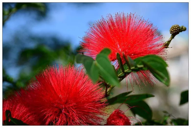 100种常见观叶植物图鉴史上最全,农村常见的100种植物