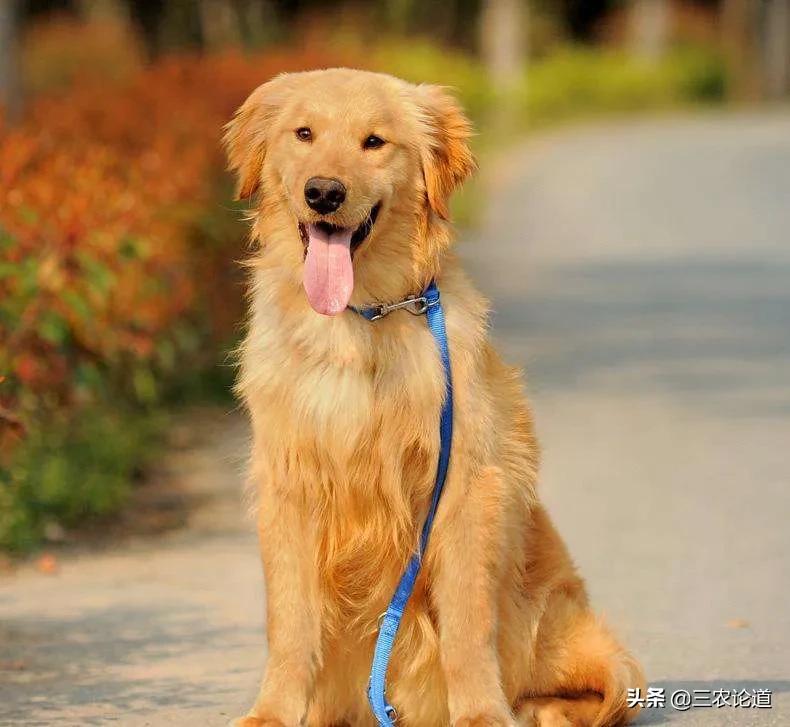 农村治狗皮肤病偏方,兽医治疗狗癣的最好方法