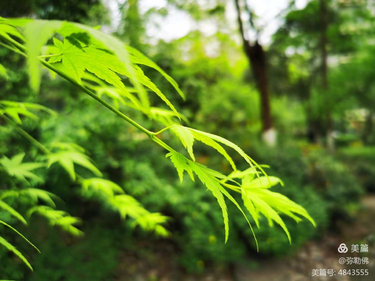高新枫林华府住房,高新枫林华府小区评测