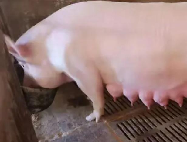 母猪奶水不好能让别的母猪代养吗,母猪奶水少如何快速有效解决