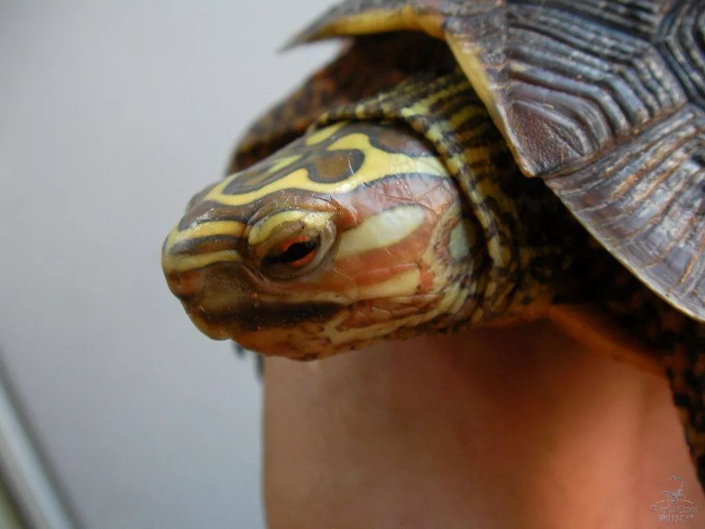 卢比达山龟介绍,卢比达山龟保护级别