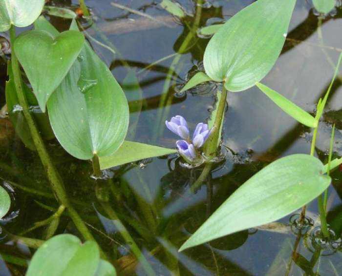 105种野草图片大全,105种野草的图片功效与作用