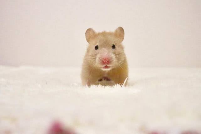 小仓鼠怎么吃才有营养,学生党给仓鼠吃什么