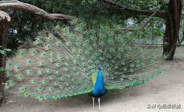 开了动物园,开了个动物园