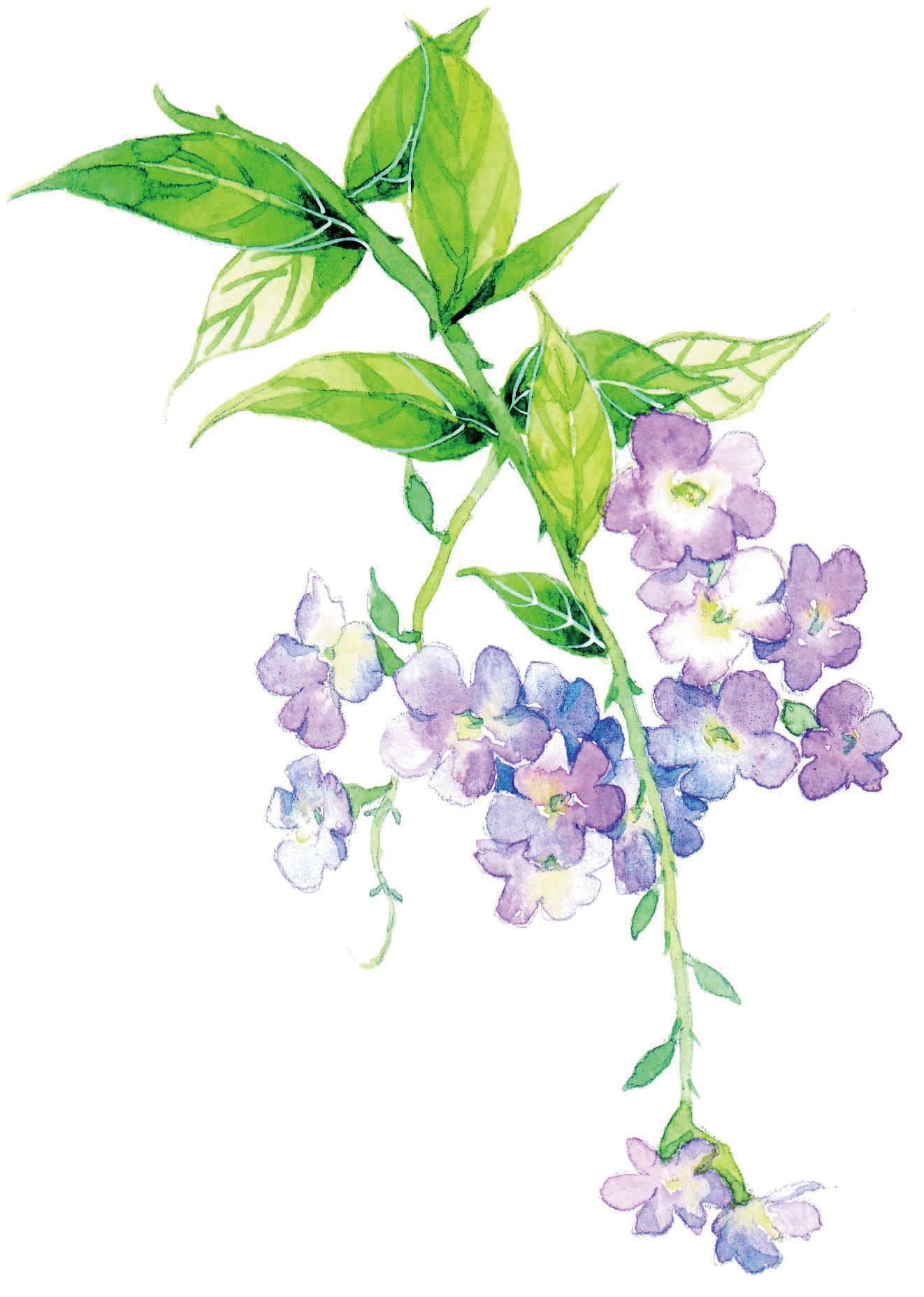 清爽又干净的水彩花卉手绘,学习水彩花卉画法步骤