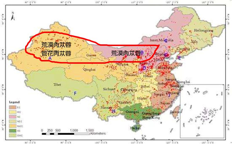 肉苁蓉沙漠植物,沙漠里有没有和肉苁蓉相似的东西