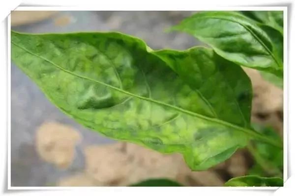 辣椒病害图谱大全大图,辣椒病害大全图片及防治方法