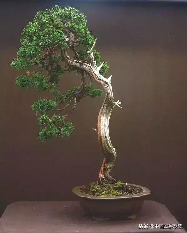 舍利干的历史,舍利干盆景图