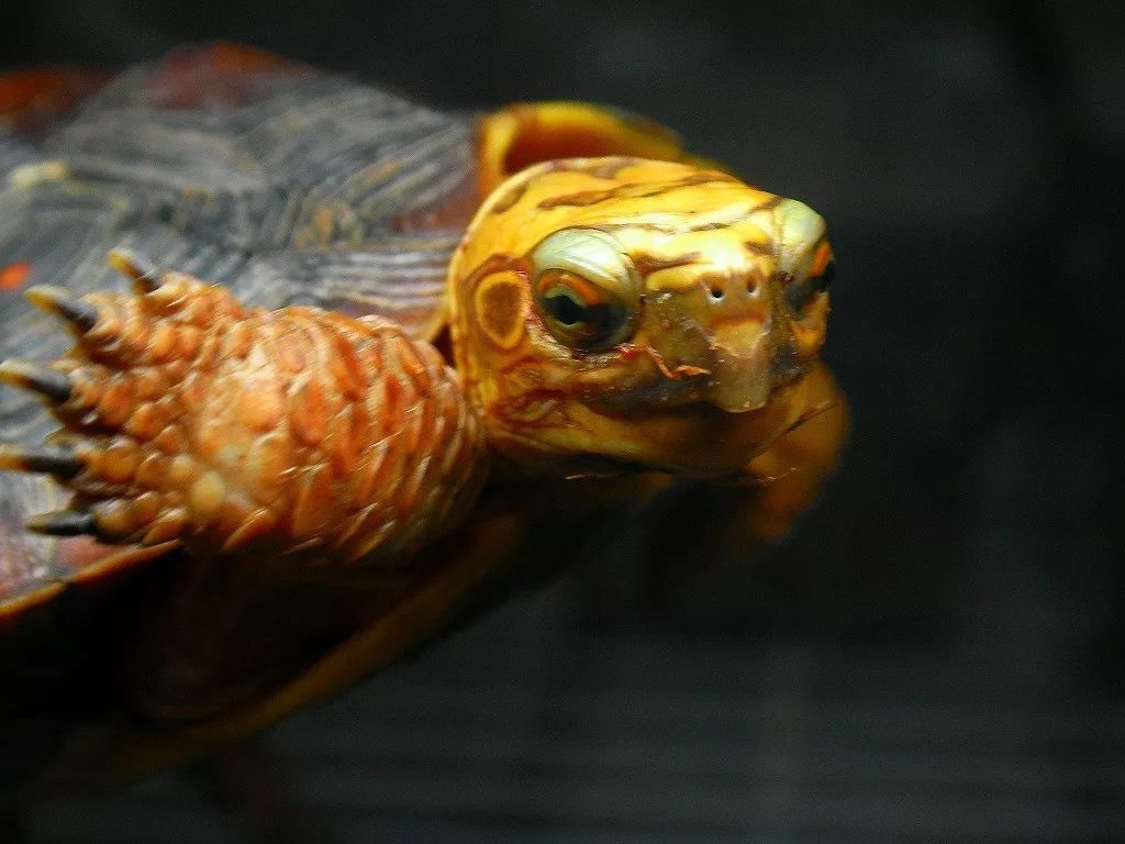 卢比达山龟介绍,卢比达山龟保护级别