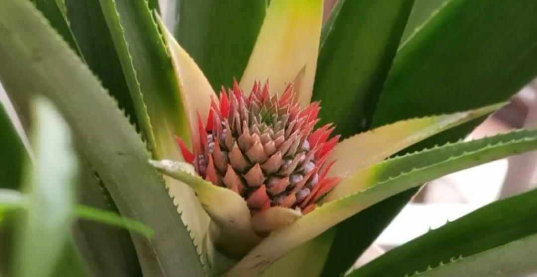 芒果核种芒果的过程,菠萝芒果核种植视频