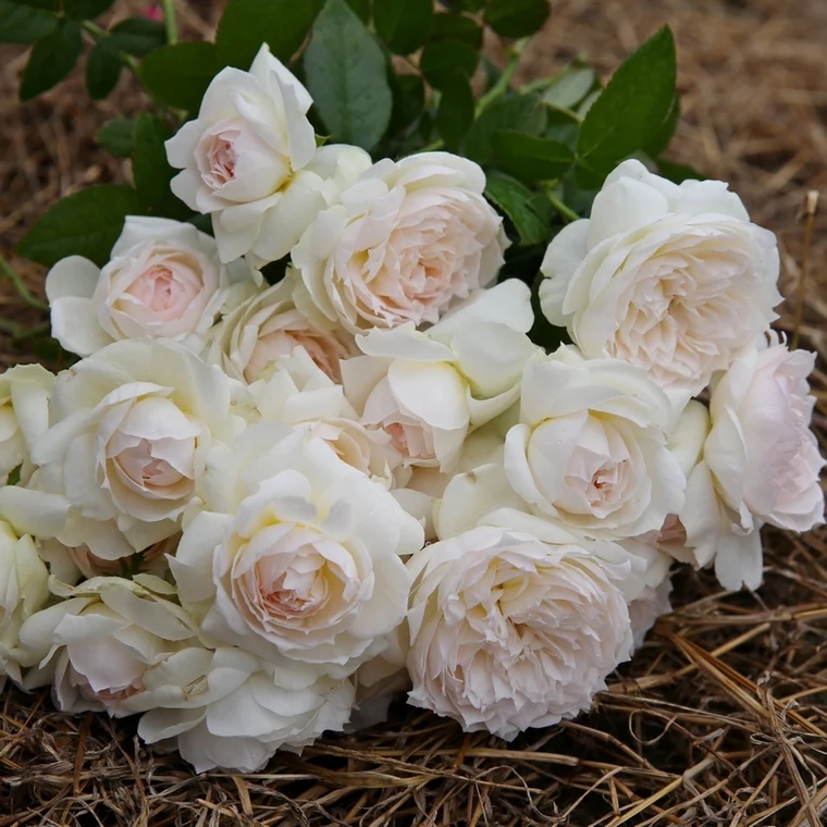 刺少花香四季开花的月季品种,爬藤月季带花香最好的品种