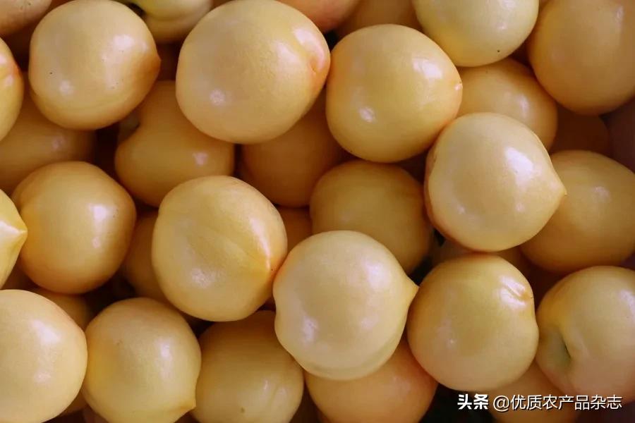 什么种类的黄桃最好吃又甜,鲜食黄桃品种哪个最好吃