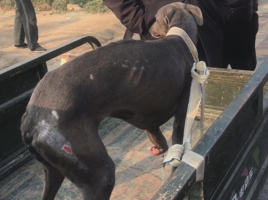 山东：狗狗为救主人被牛踩断腿，可无情主人却扭头将它送上狗肉车