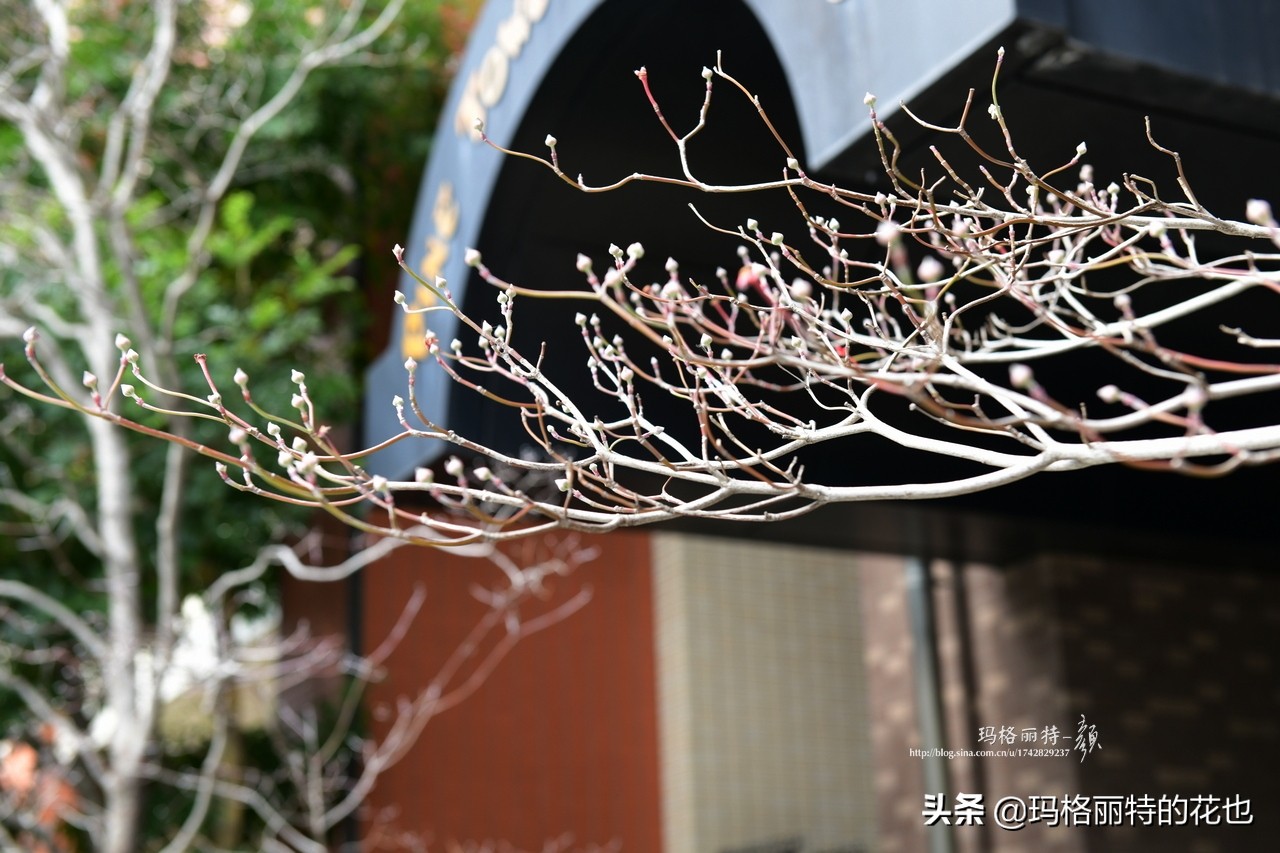 萁田森林公园和大阪的省钱之旅|行摄日本