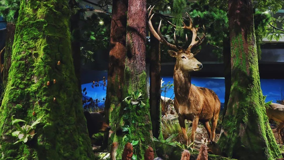 青岛贝林自然博物馆,青岛贝林博物馆门票优惠政策