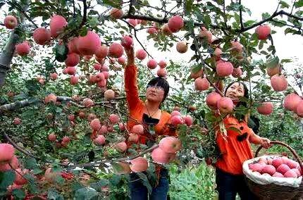 烟台红富士苹果为什么那么大,烟台红富士苹果