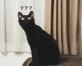 黑猫真的能看到人看不到的东西吗,黑猫真的有那么可怕吗