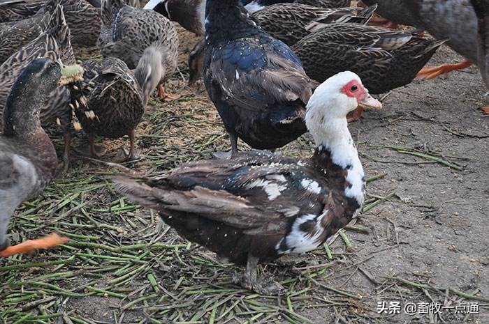 雏鸭霉菌毒素中毒,鸭毒梭菌中毒怎么治