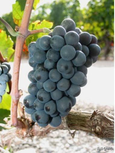 春节买葡萄酒,春节买葡萄酒需要注意哪些地方