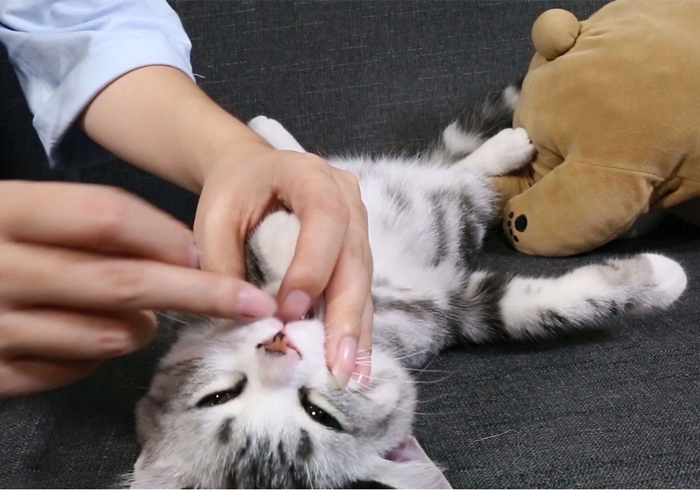 15岁猫咪慢性肾病治疗,猫咪肾病