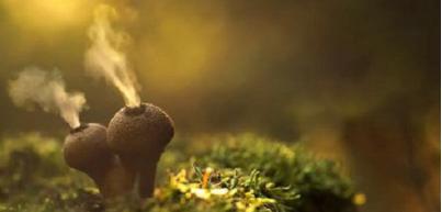 GETOUT！没完没了的霉菌