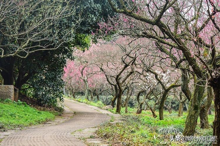南京梅花山梅花开了吗,来南京梅花山赏梅花