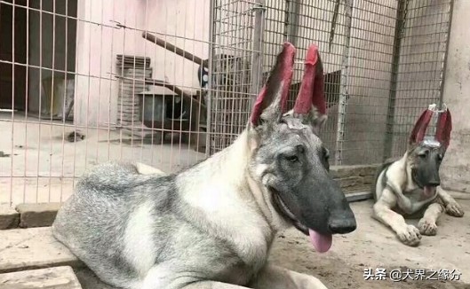 鐚涚姮涓渶鍘夊鐨勭姮鏄粈涔堢姮,鐚涚姮涓殑浜斿ぇ闇镐富