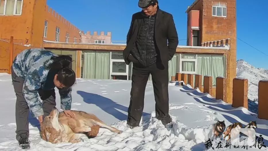 养狼disco：我在*疆新**，把狼养成了哈士奇