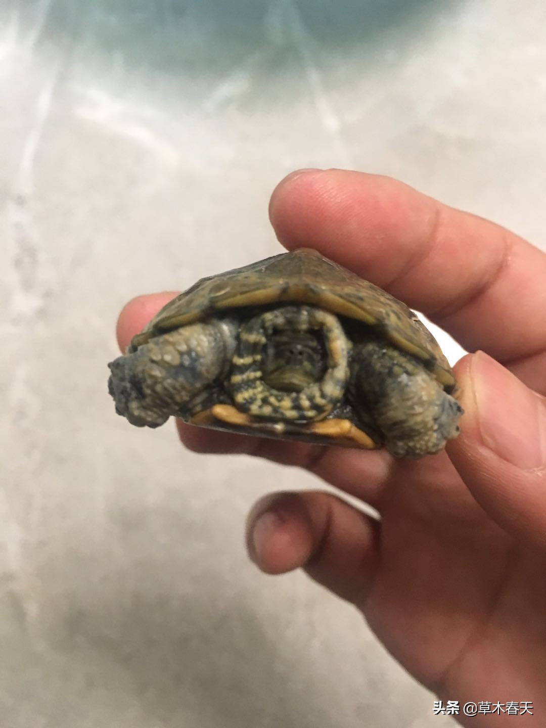 新手怎么治乌龟的腐甲,咋治乌龟腐皮呢