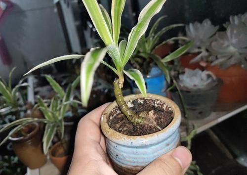 侄子一泼尿直接尿在吊兰上，吊兰直接萎蔫变成肥害，这该怎么办