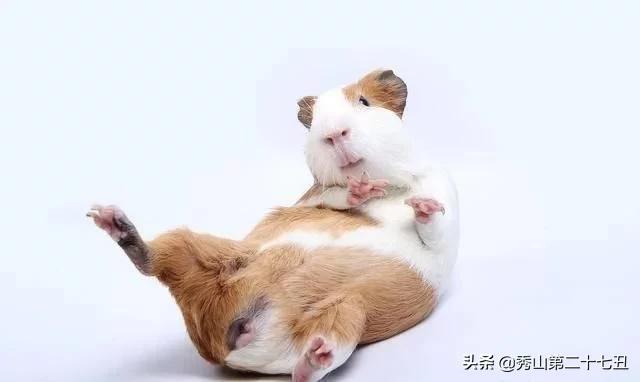 仓鼠最适合新手饲养的排名,仓鼠饲养新手入门教学